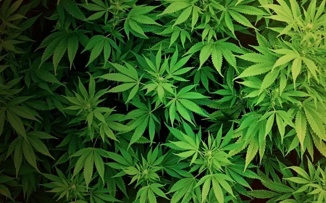 Weed Live Wallpaper android App screenshot 0