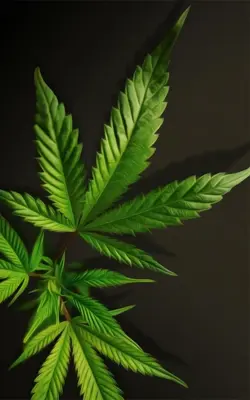 Weed Live Wallpaper android App screenshot 5